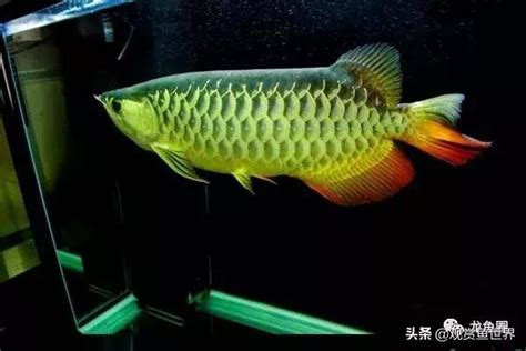 龍魚飼養|【龍魚好養嗎】養龍魚新手必看！龍魚好養嗎？從開缸到飼養全攻。